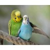 Blue & Green Australian Parrots