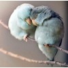 Birds in Love