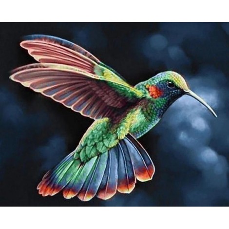 Rainbow Humming Bird