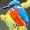 Kingfisher Diamond Painting