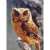 Wild Owl