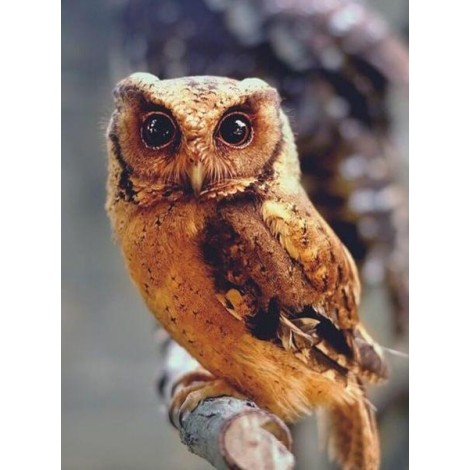 Wild Owl