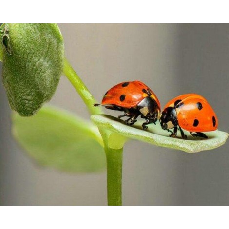 Pair of Lady Bugs