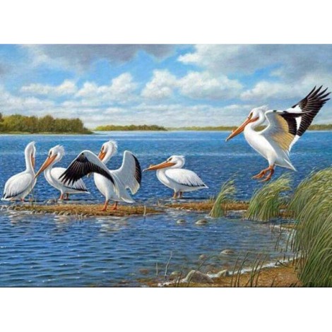 Pelicans Diamond Painting