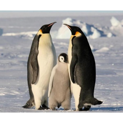 Penguin Family