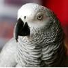 Grey Parrot Diamond Painting