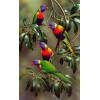 Colorful Parrots on Tree Branches